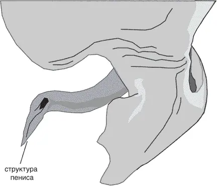 Структура пениса у паука Harpactea автор рисунка Джон Лонг 2009 Недавние - фото 6