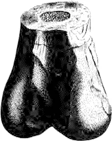 Названная Ричардом Бруксом Scrotum humanum Мошонка человеческая в 1763 - фото 7