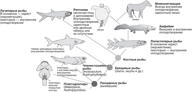 Диаграмма показывает основные этапы развития мужской половой системы - фото 10