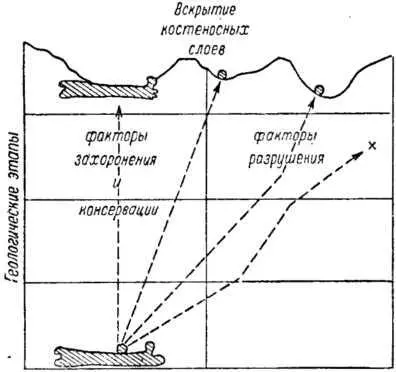 Рис 38 Отбирающая решетка факторов и судьбы ископаемой кости Пояснения в - фото 40