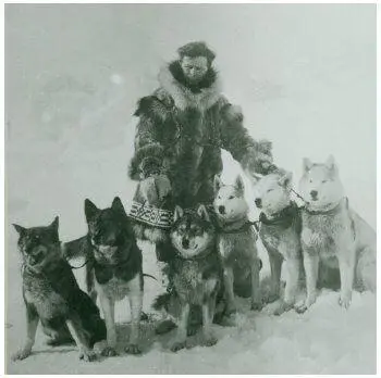 Leonhard Seppala with a team of dogs The dog on the far left is Togo and the - фото 4