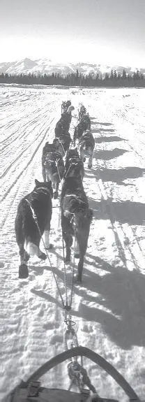 The dogs in the wheel position just in front of the sled are very important - фото 19