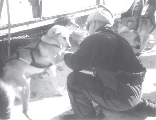 Without good feet under them the dogs cant do their job Every musher spends - фото 25