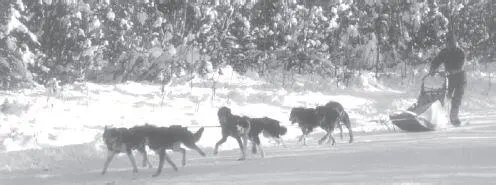 Training runs with smaller teams occupy many weeks before the first races Most - фото 26