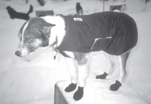 Some dogs are more susceptible to cold because of thinner coats Special dog - фото 34