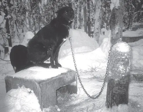 Virtually all mushers use chain tethers as the primary means of restraint in - фото 50