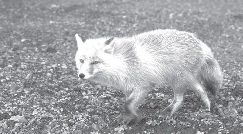 Foxes are found all along the Iditarod They scavenge leftovers from - фото 52