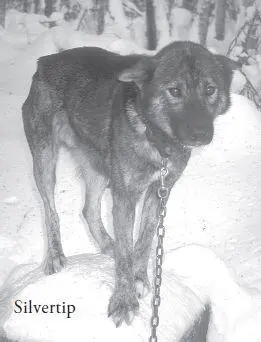 Iditarod sled dogs are often of no specific breed and ca - фото 56