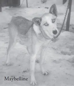 Iditarod sled dogs are often of no specific breed and can range from 30pound - фото 57