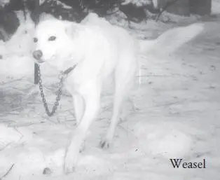 Iditarod sled dogs are often of no specific breed and can range from 30pound - фото 58