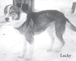 Iditarod sled dogs are often of no specific breed and can range from 30pound - фото 59