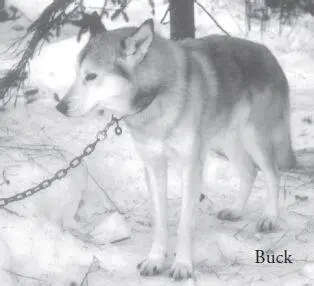 Iditarod sled dogs are often of no specific breed and can range from 30pound - фото 60