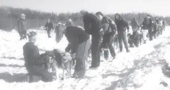 A full 16dog team Iditarod team is an incredibly powerful pulling machine In - фото 67