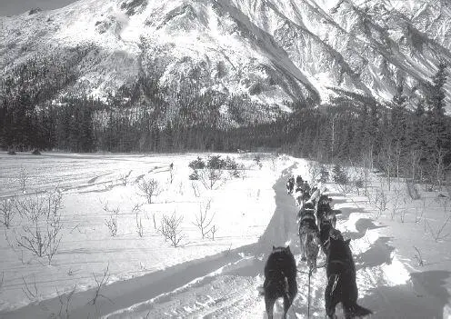Teams must run alongside the narrow snowcovered ski runway at Rohn before - фото 78
