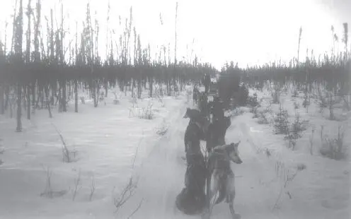 The Farewell Burn was the scene of Alaskas largest forest fire in the summer - фото 85