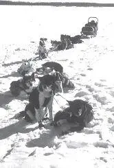 Most mushers will only run their dogs for two or three hours without a break - фото 95