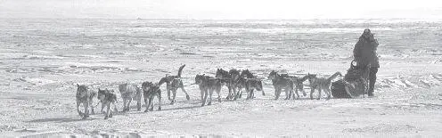 Musher Steve Adkins runs along the coast of Norton Sound during the 1994 race - фото 110