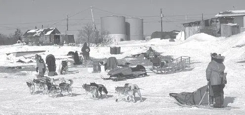 A team pulls into the Koyuk checkpoint The dogs will be lined out on straw - фото 117