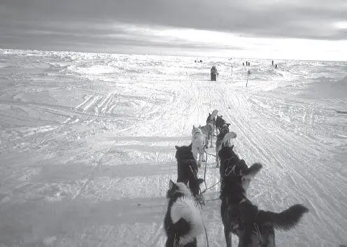 The trail between Koyuk and Elim runs along the shore ice in places Winds can - фото 118
