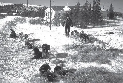 Checker Jasper Bond looks over teams at Elim while mushers take a break inside - фото 120