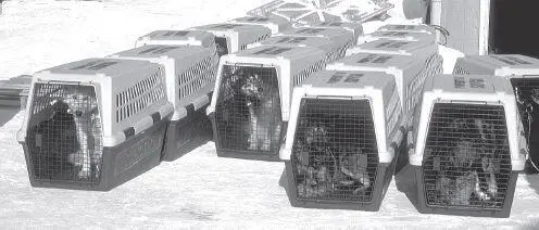 An army of airline kennels holds dropped dogs waiting at Galena for an airplane - фото 140