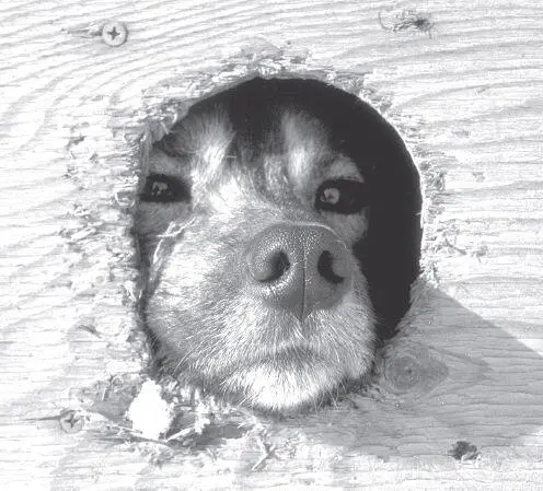 A dropped dog waits for a plane ride home Tired sick injured or unneeded - фото 141