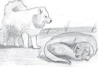 The pack of dogs had heard the coyotes earlier in the night and had been on the - фото 163
