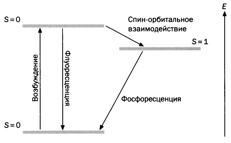 Схема показывающая разницу между флуоресценцией и фосфоресценцией где S - фото 13