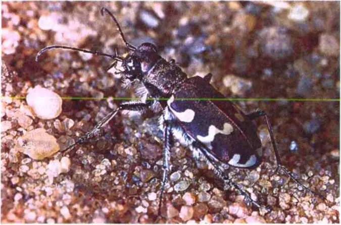 Семейство зерновки bruchidae Помню в детстве любимым нашим занятием было - фото 29