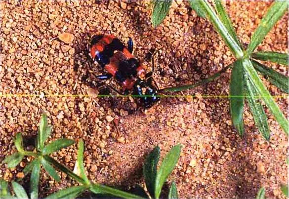 Семейство плавунцы dytiscidae Плавунцы самые многочисленные и широко - фото 64
