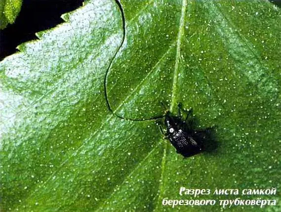Здесь личинка еще некоторое время продолжает питаться после чего уходит в - фото 81