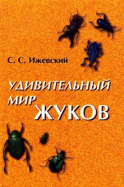 Сергей Ижевский Удивительный мир жуков обложка книги