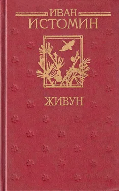 Иван Истомин Живун обложка книги