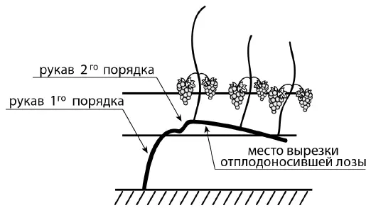 Рис 17 После сбора урожая необходимо произвести обрезку куста как показано - фото 17
