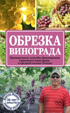 Виктор Жвакин Обрезка винограда. Проверенные способы формировки укрывного винограда в средней полосе России обложка книги