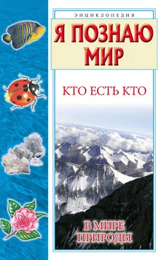 Галина Шалаева Кто есть кто в мире природы обложка книги