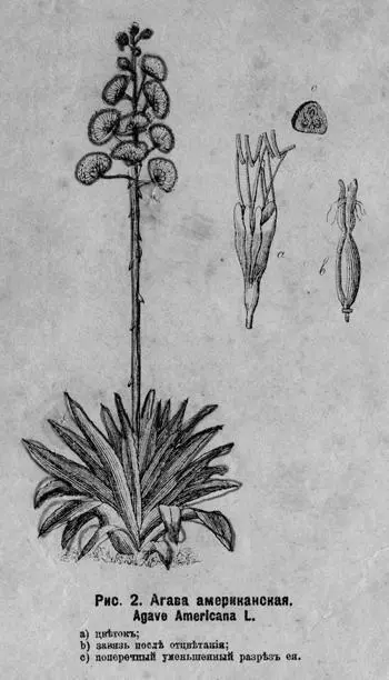 Рис 2 Агава американская Agave americana L a цвѣтокъ b завязь послѣ - фото 23