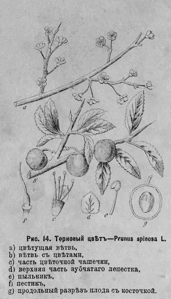 Рис 14 Терновый цвѣтъ Prunus spinosa L a цвѣтущая вѣтвь b вѣтвь съ - фото 25