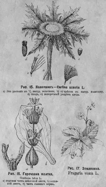 Рис 15 Колючникъ Carlina acaulis L a все растеніе въ ⅕ натур величины - фото 26