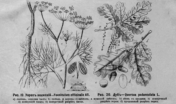 Рис 19 Укропъ волжскій Foeniculum officinale All a стебель верхняя - фото 28