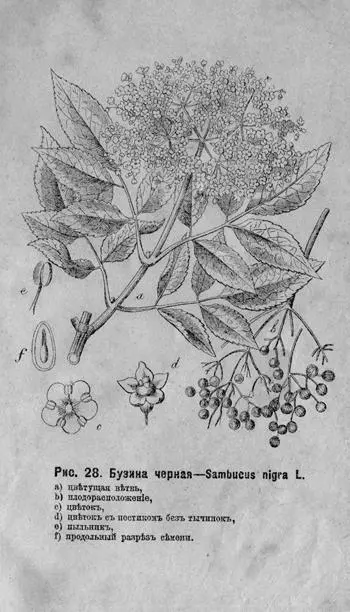 Рис 28 Бузина черная Sambucus nigra L a цвѣтущая вѣтвь b - фото 34