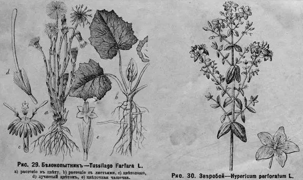 Рис 29 Бѣлокопытникъ Tussilago farfara L a растеніе въ цвѣту b растеніе - фото 35
