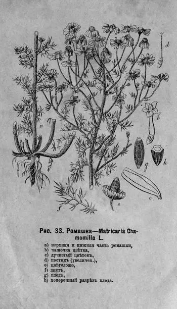 Рис 33 Ромашка Matricaria Chamomilla L a верхняя и нижняя часть ромашки - фото 37