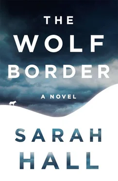 Sarah Hall The Wolf Border обложка книги