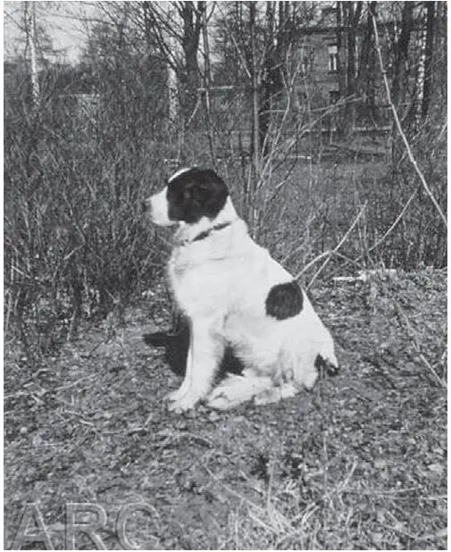 Kurts beloved Barry 1943 In late March 1944 the Tedeschi family move to - фото 24