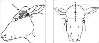Fig51 The correct positioning of a stunning gun From Guidelines for - фото 10