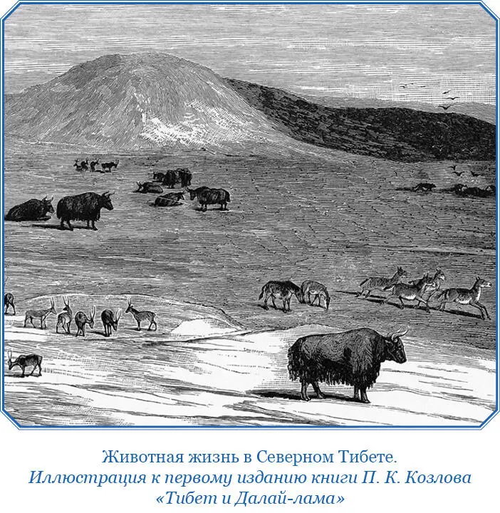 В северной части Тибета расстилается высокое холодное плато Спокойный - фото 11