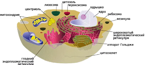 Рис Схематическое изображение животной клетки из Википедии 2014 На схеме - фото 2