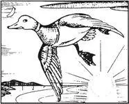 Unimproved duck after the watercolour by Peter Scott McMenamys Improved - фото 22