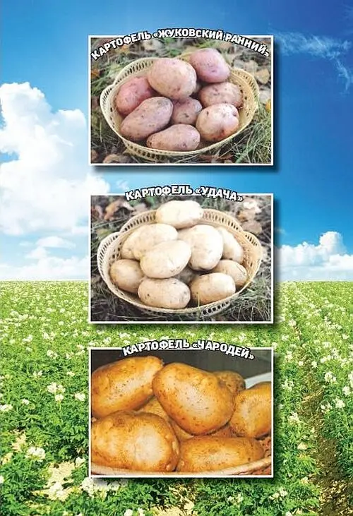 Требования к условиям выращивания Почва Картофель любит рыхлые почвы - фото 1